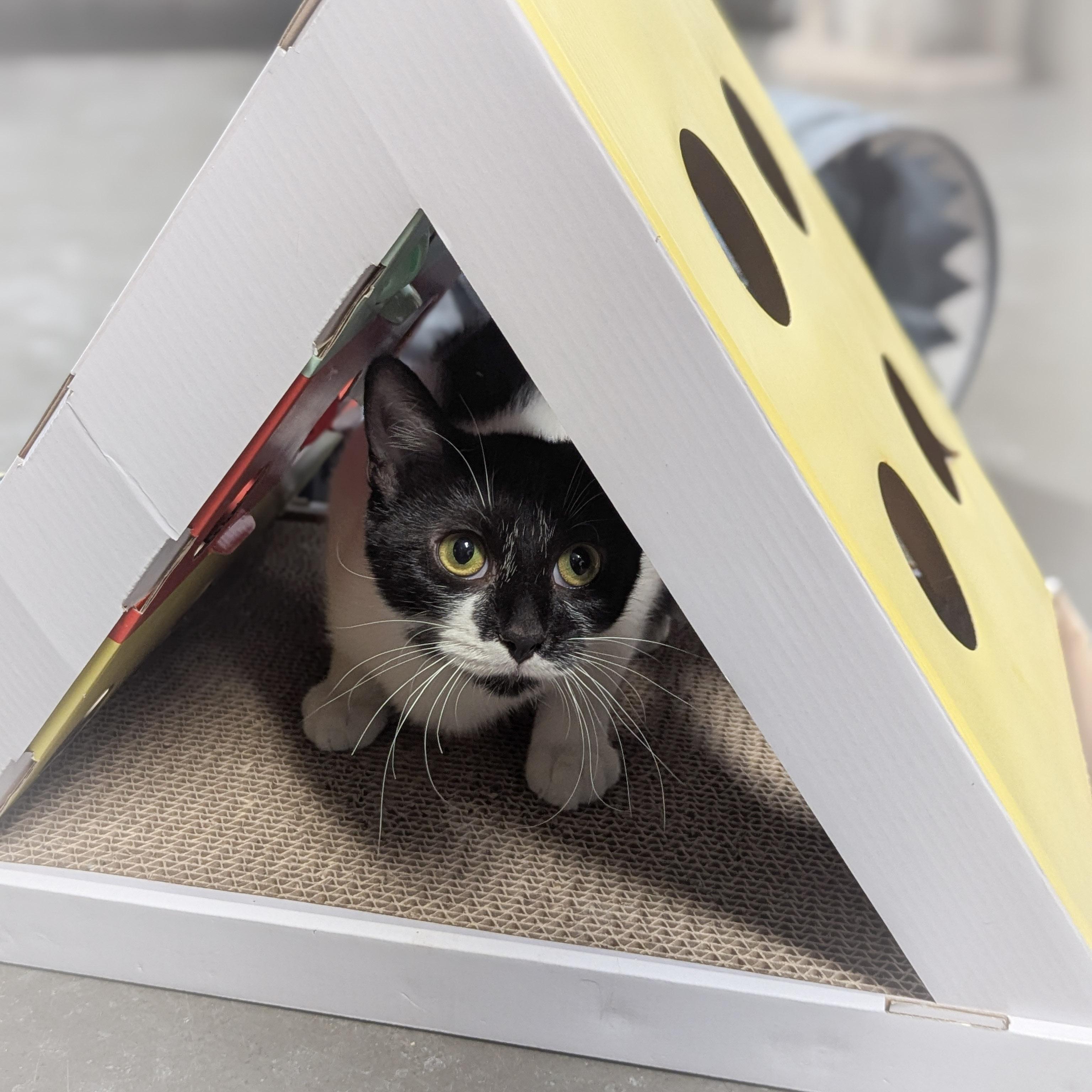 TINSEL , a ADOPTABLE mixed breed in Griffith, IN image 4/4
