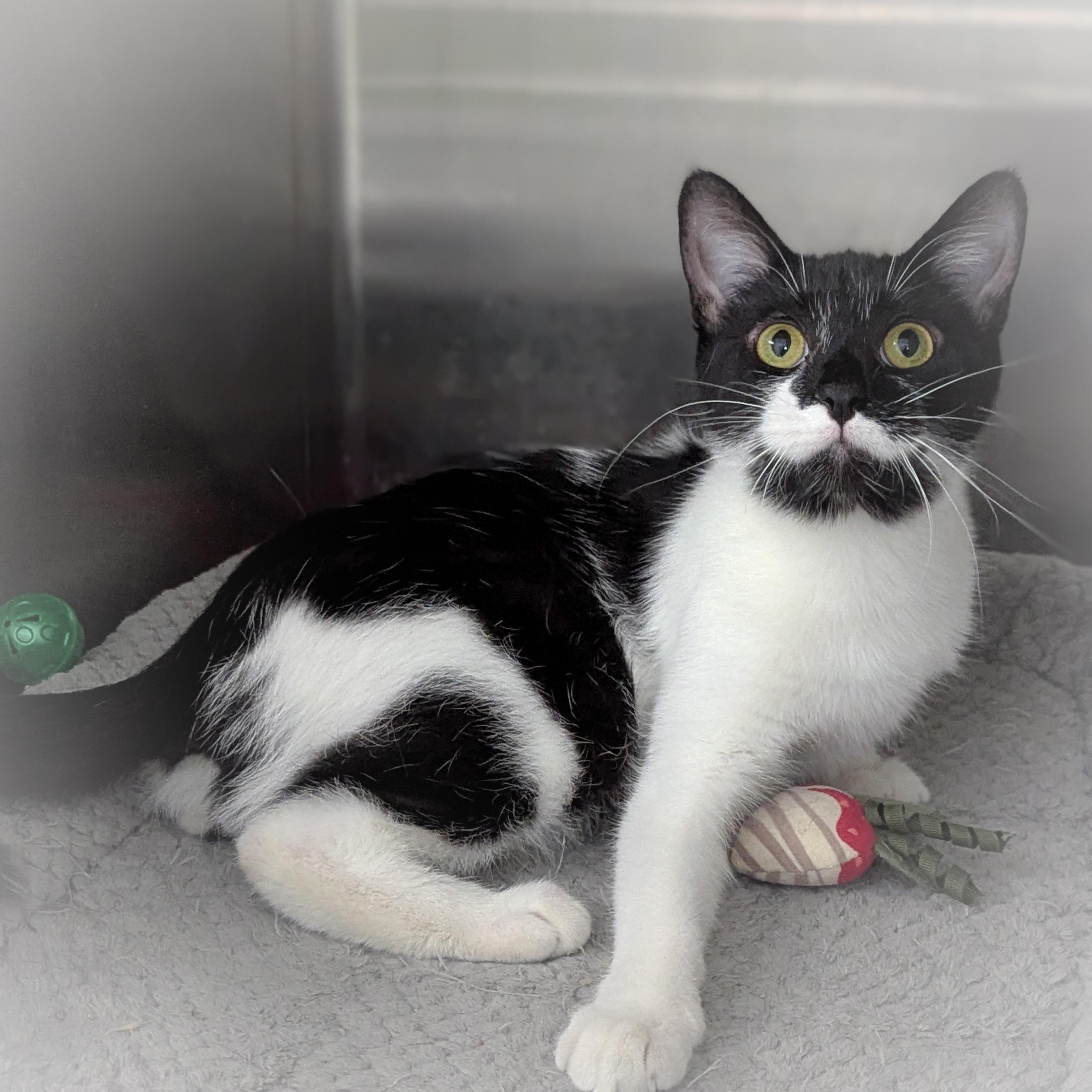 TINSEL , a ADOPTABLE mixed breed in Griffith, IN image 2/4