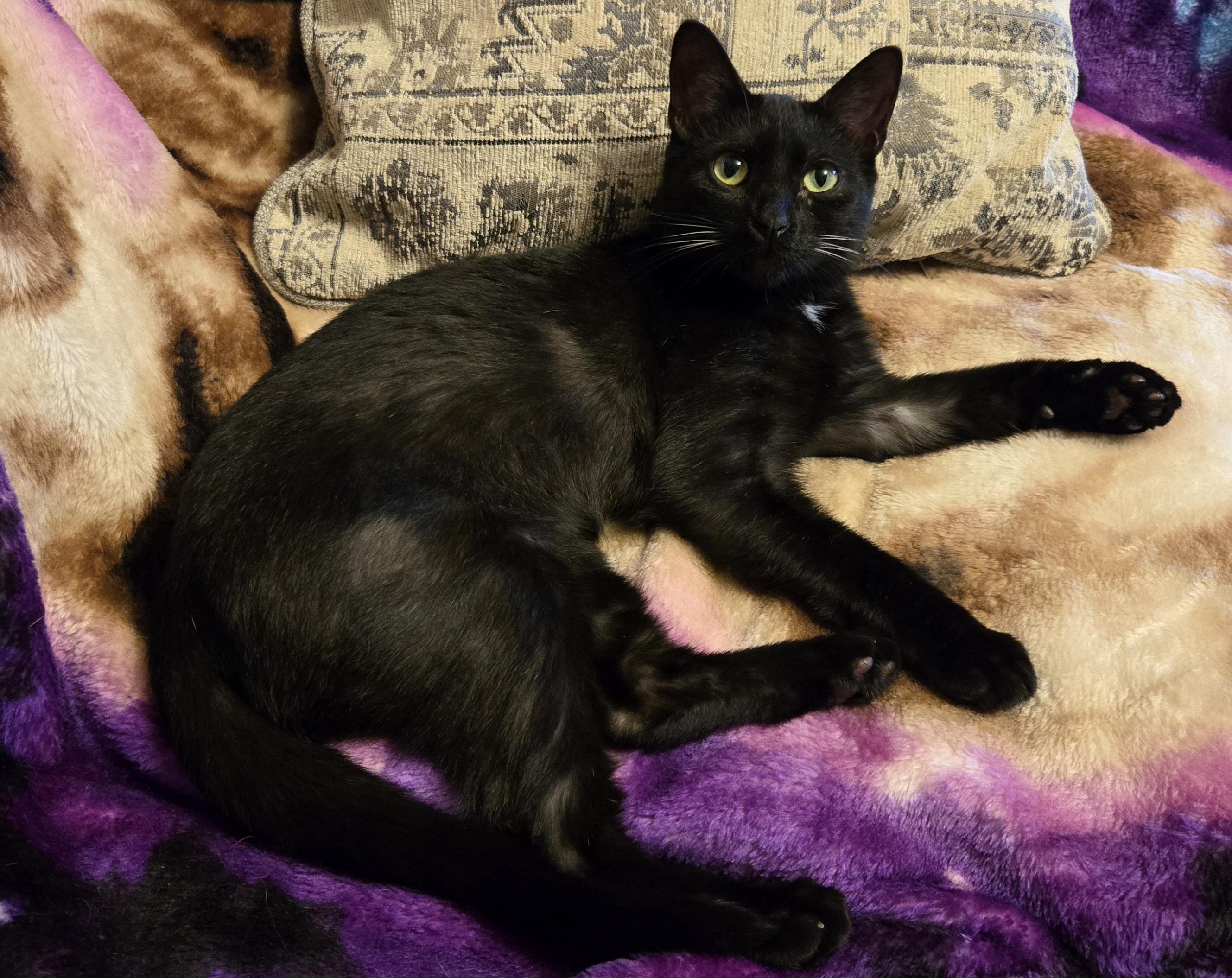 Enlarge Gizmo, a Adoptable American Shorthair in Oconomowoc, WI image 1/4