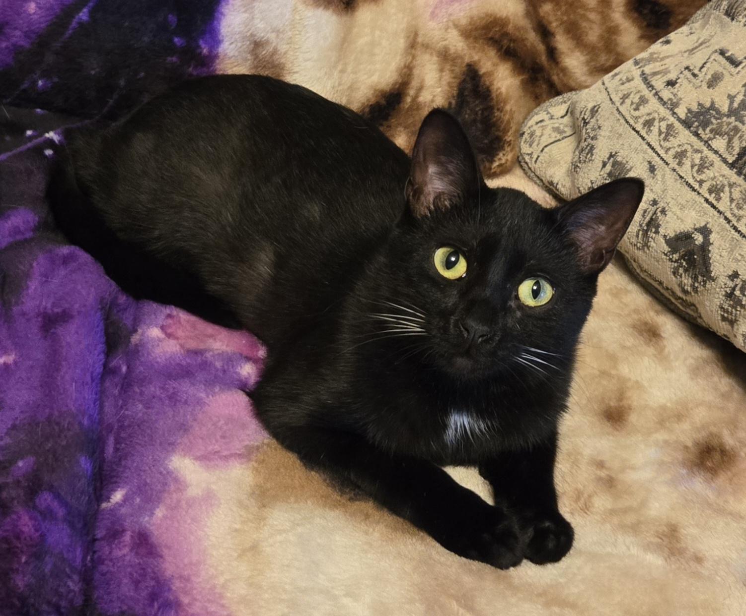 Enlarge Gizmo, a Adoptable American Shorthair in Oconomowoc, WI image 2/4