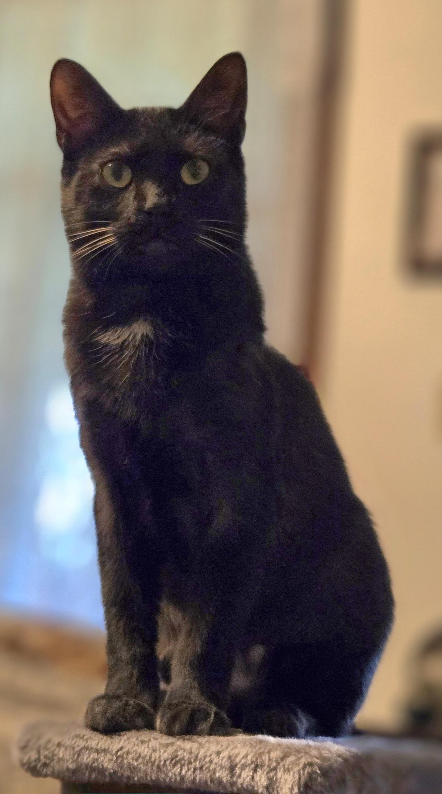 Enlarge Gizmo, a Adoptable American Shorthair in Oconomowoc, WI image 4/4