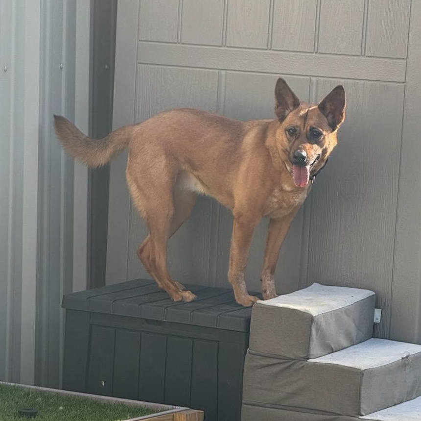 Emma, a Adoptable mixed breed in houston , TX image 2/3