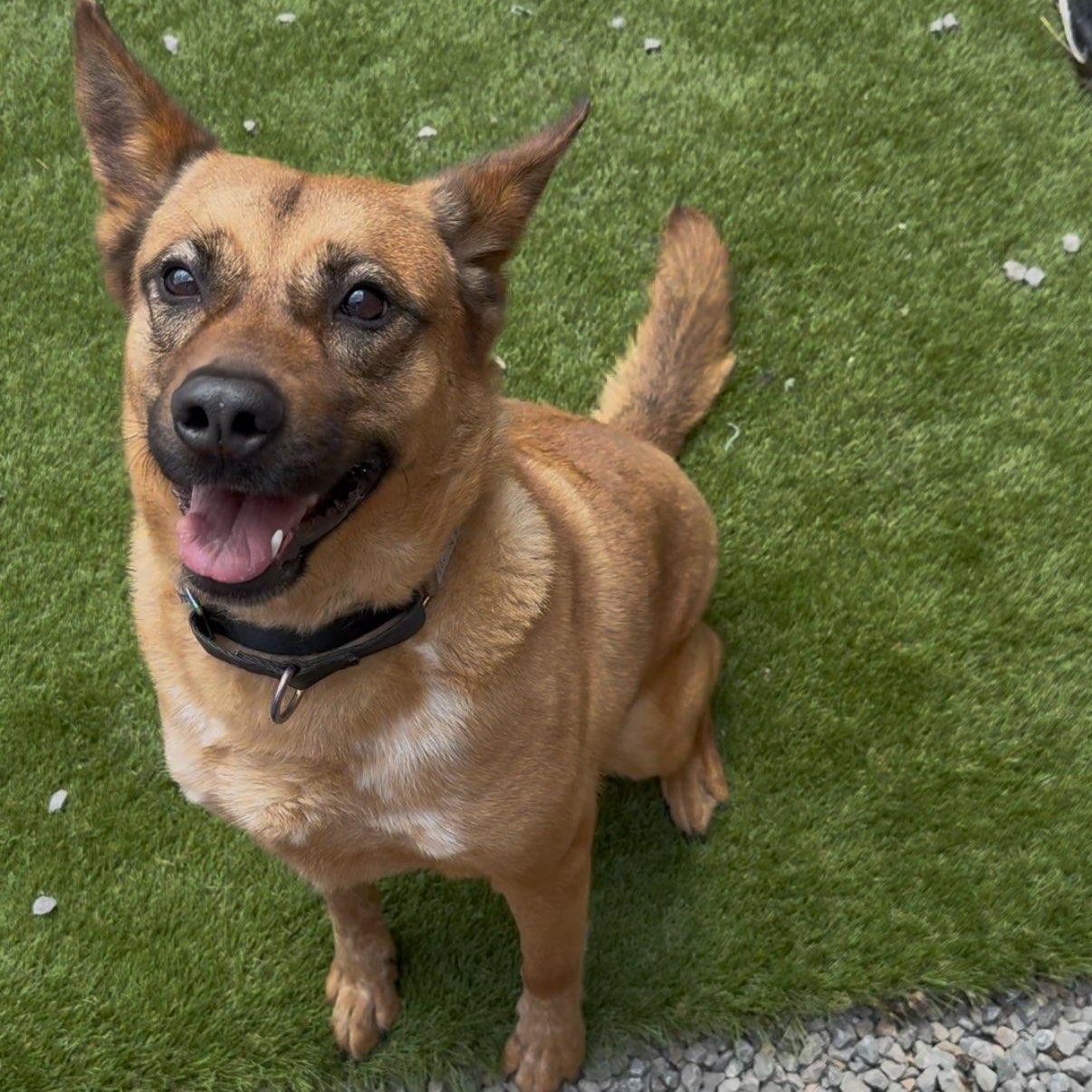 Emma, Adoptable, Adult Female German Shepherd Dog & Belgian Shepherd / Malinois.