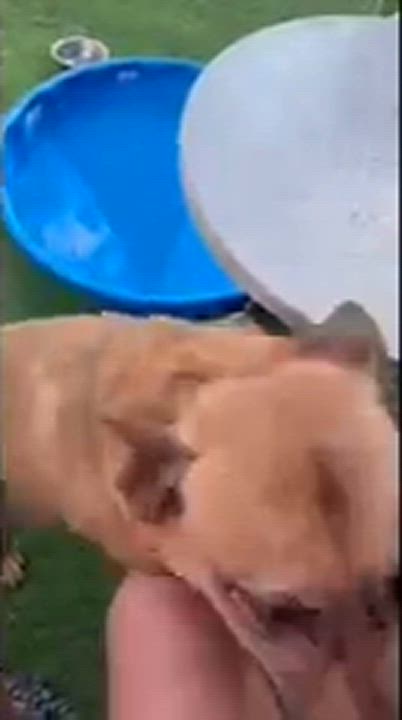 Enlarge Emma, a Adoptable mixed breed in houston , TX video 3/3