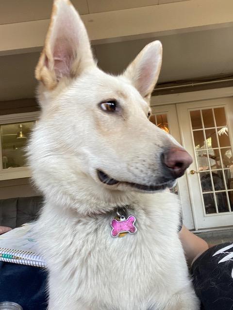 Snow-CL, Adoptable, Adult Female German Shepherd Dog.