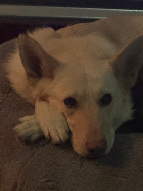 Enlarge Snow-CL, a Adoptable German Shepherd Dog in Kansas City, MO image 2/2