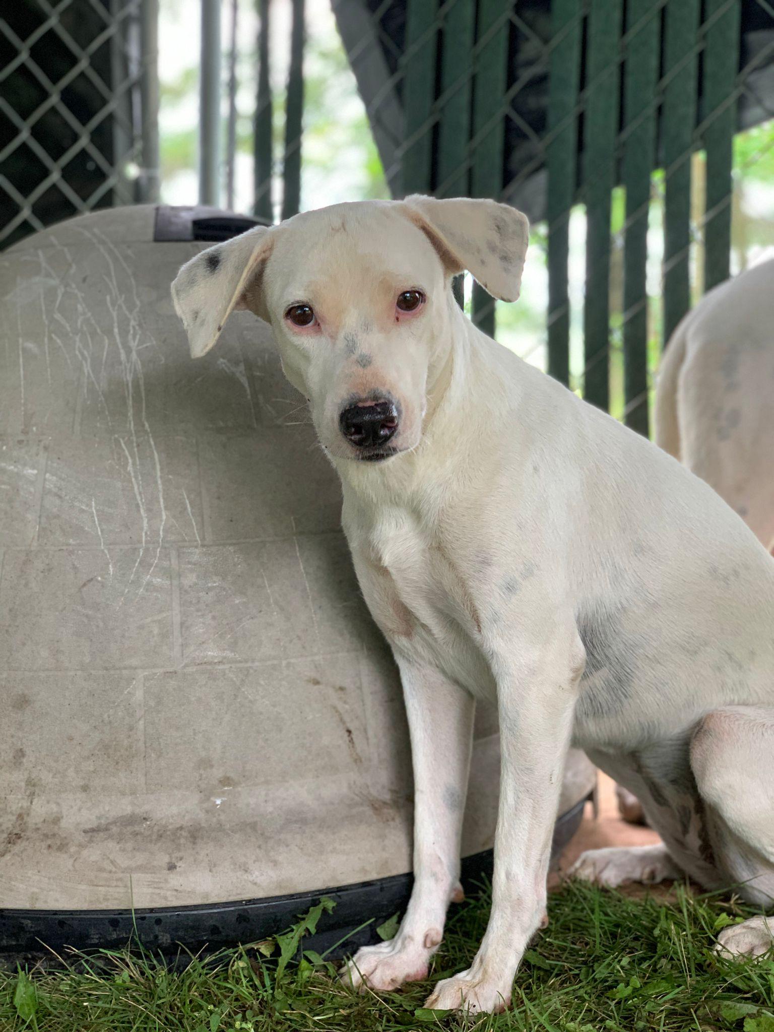 Enlarge Alba - the quite heart, a Adoptable mixed breed in Sturtevant , WI image 1/1