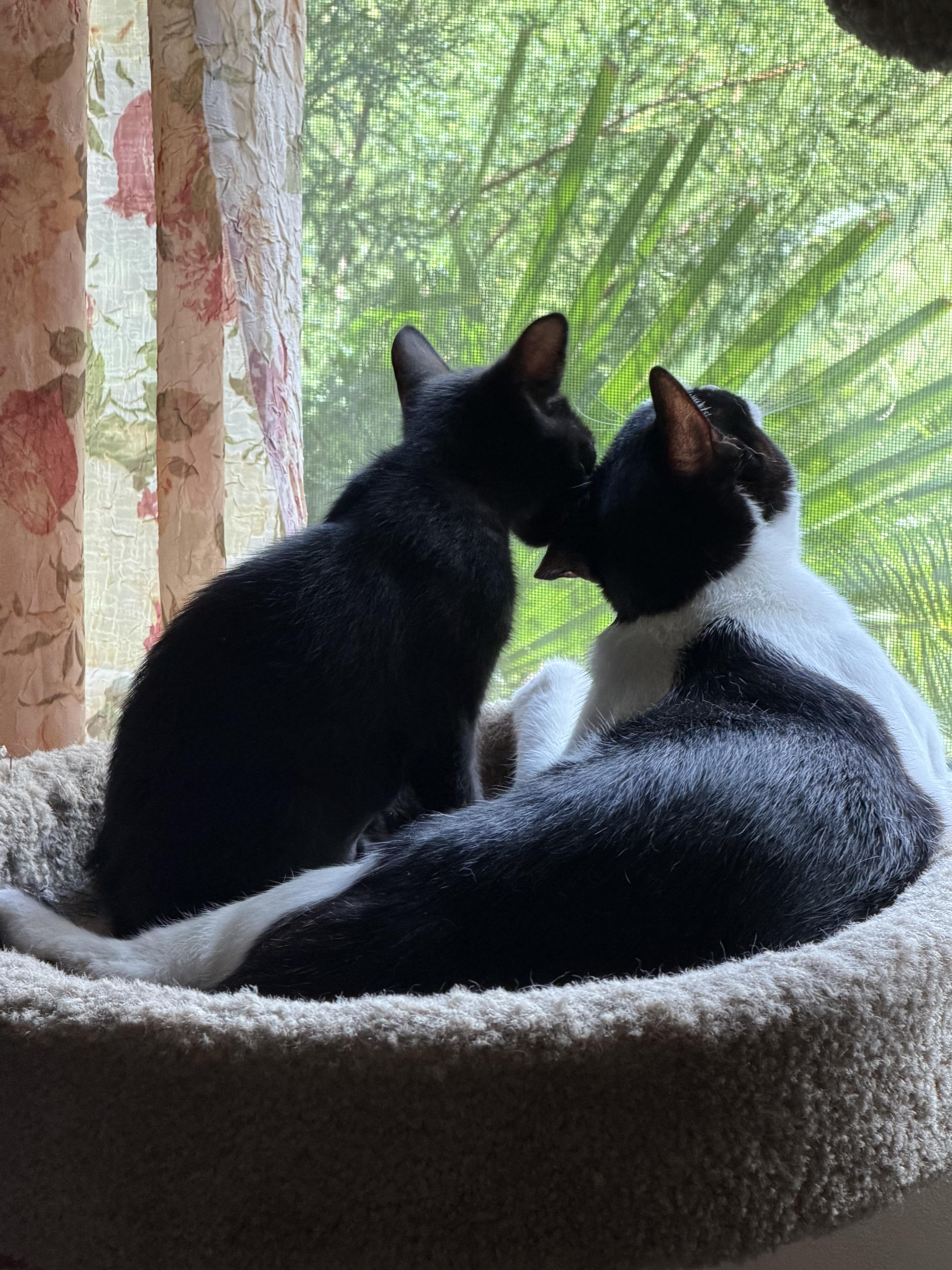 Willow, an adopted Domestic Short Hair in Gainesville, FL image 6/6