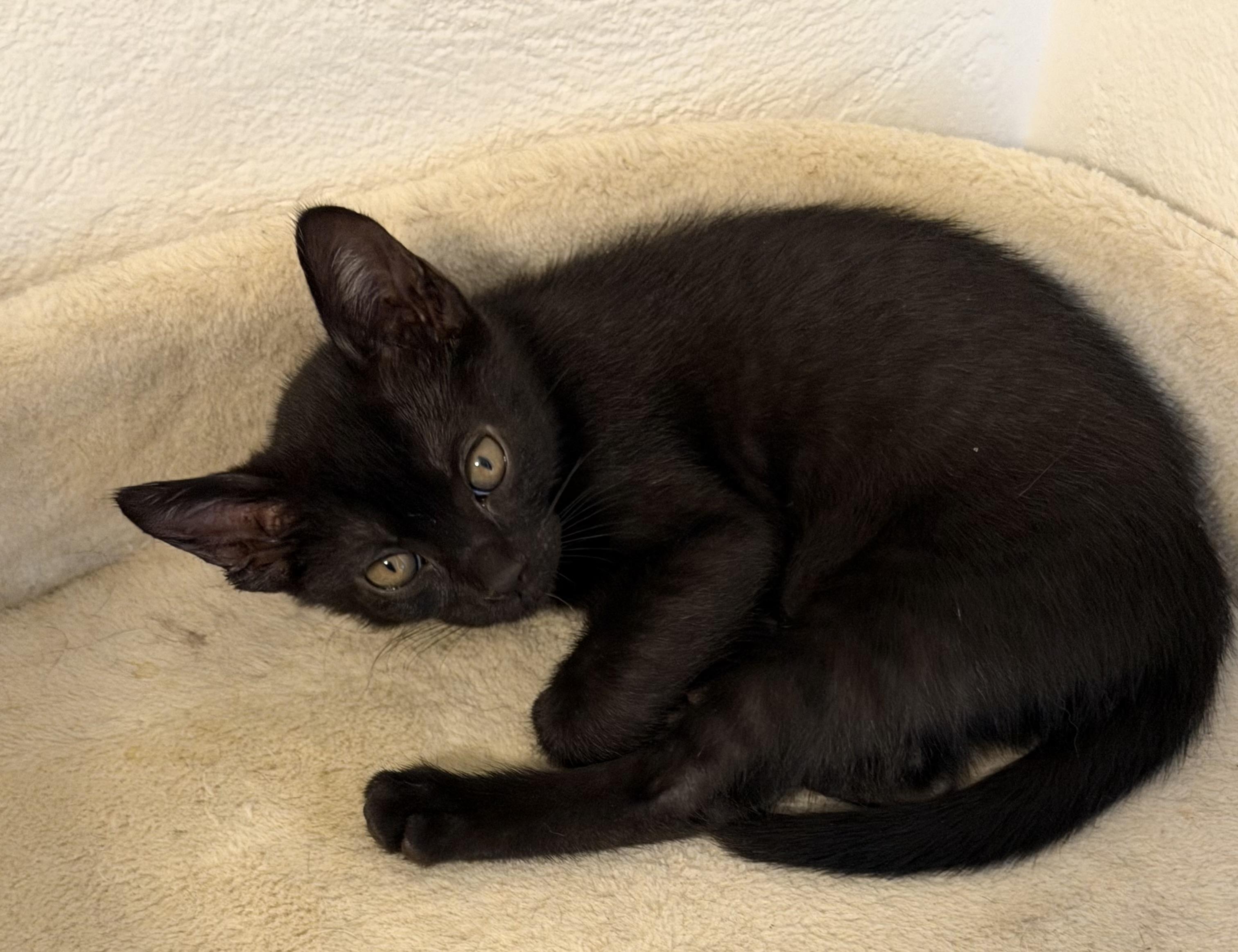 Willow, an adopted Domestic Short Hair in Gainesville, FL image 2/6