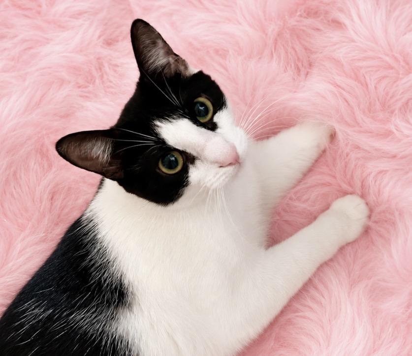 Willow, an adopted Domestic Short Hair in Gainesville, FL image 3/6