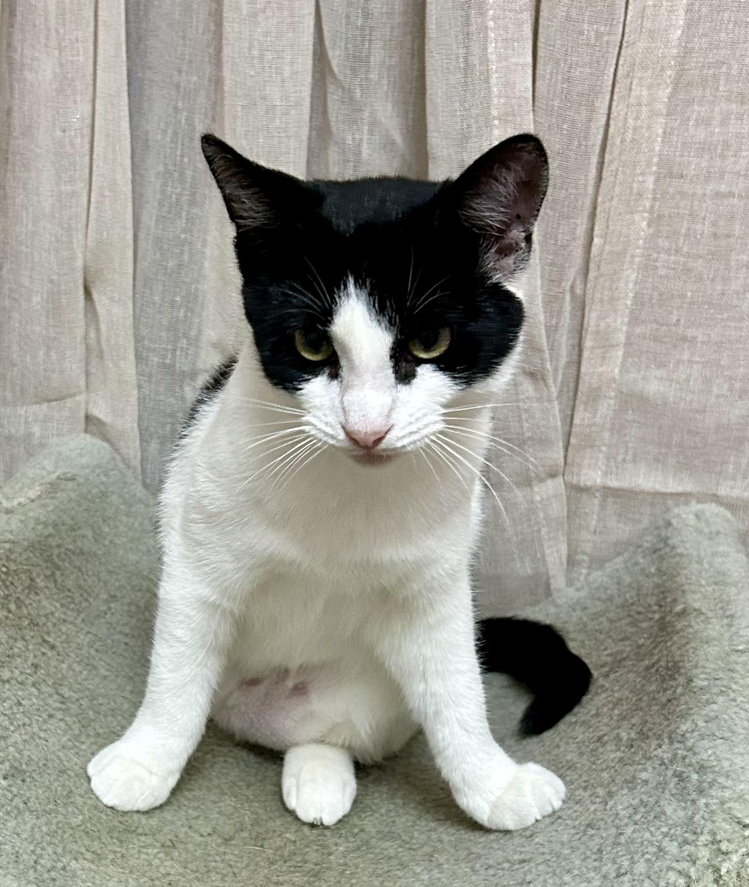 Willow, an adopted Domestic Short Hair in Gainesville, FL image 4/6