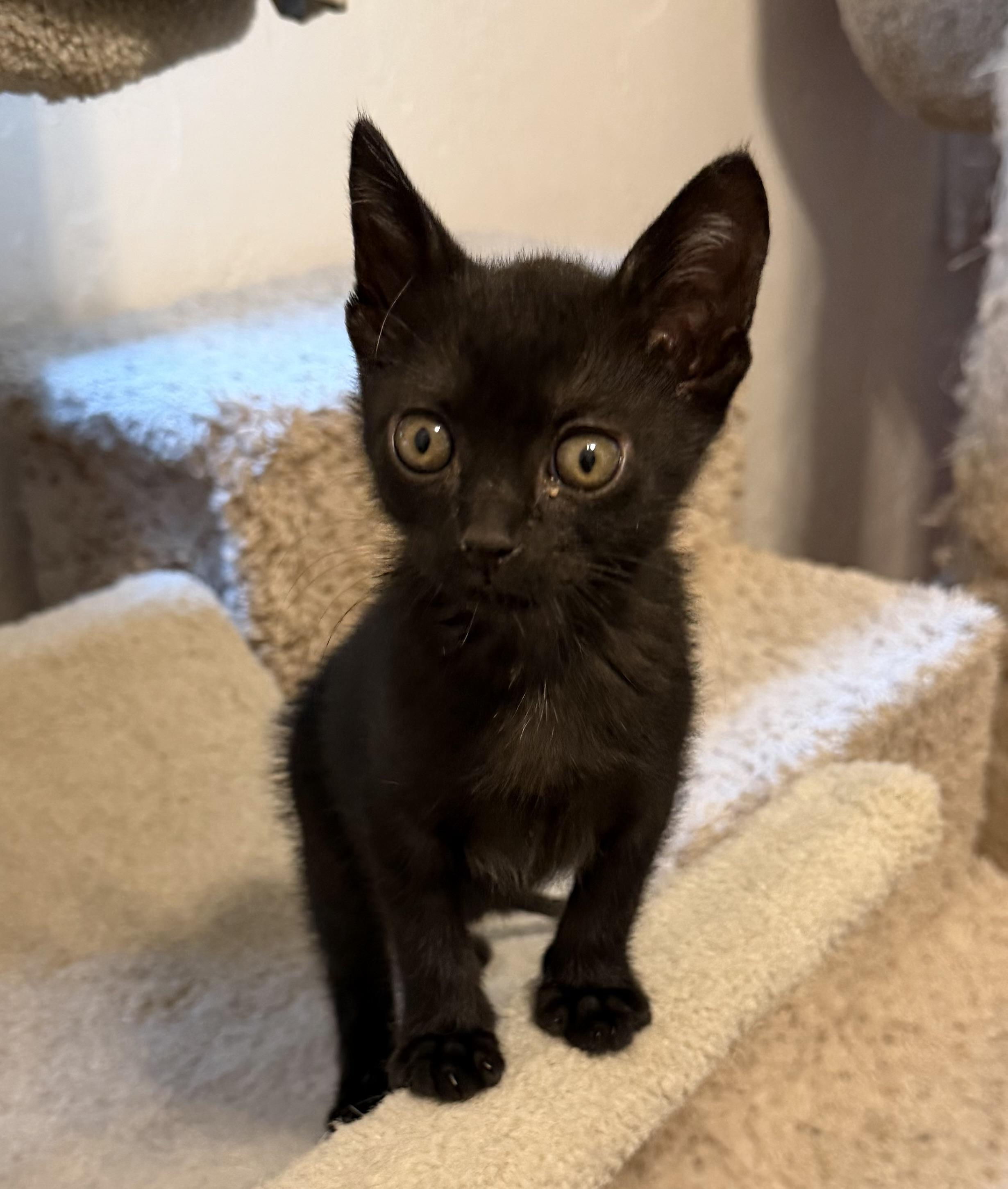 Willow, adopted, Kitten Female Domestic Short Hair.
