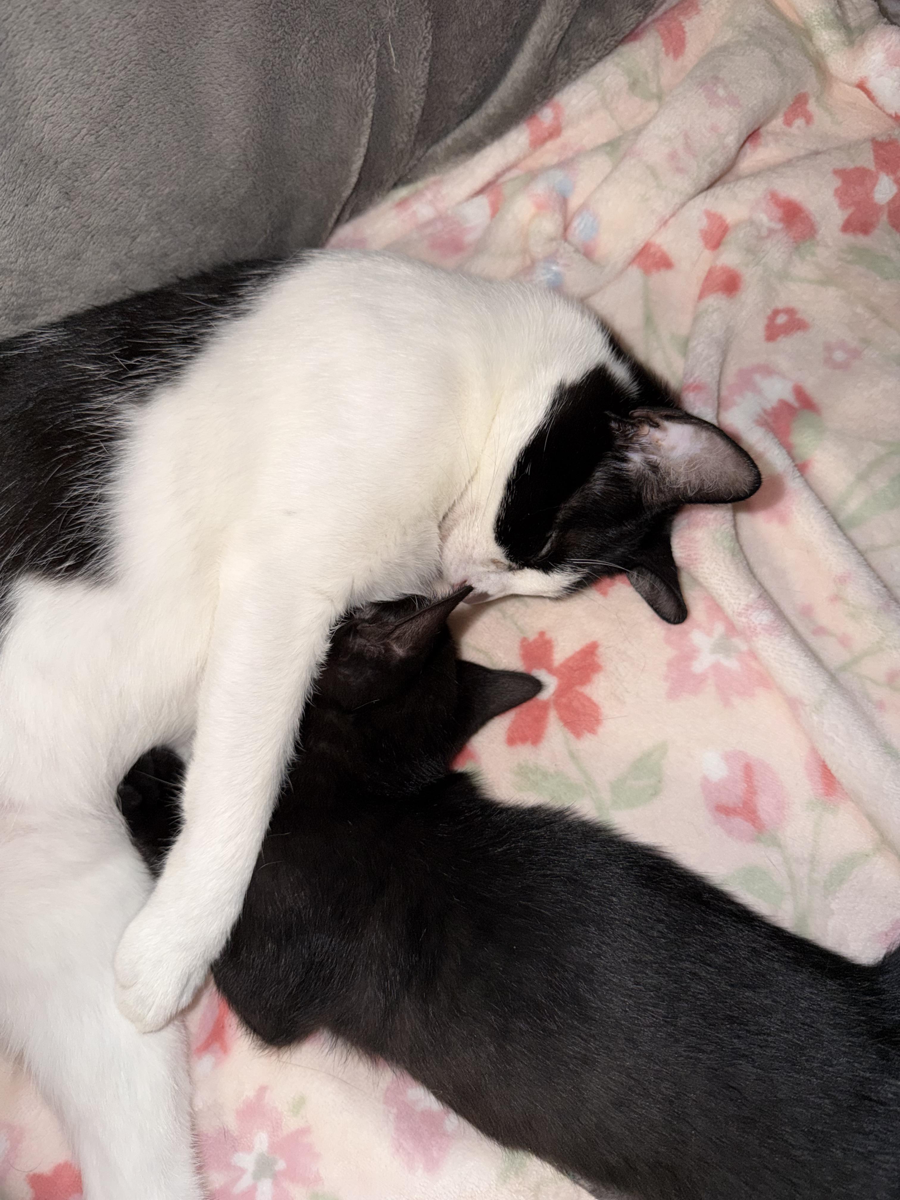 Willow, an adopted Domestic Short Hair in Gainesville, FL image 5/6