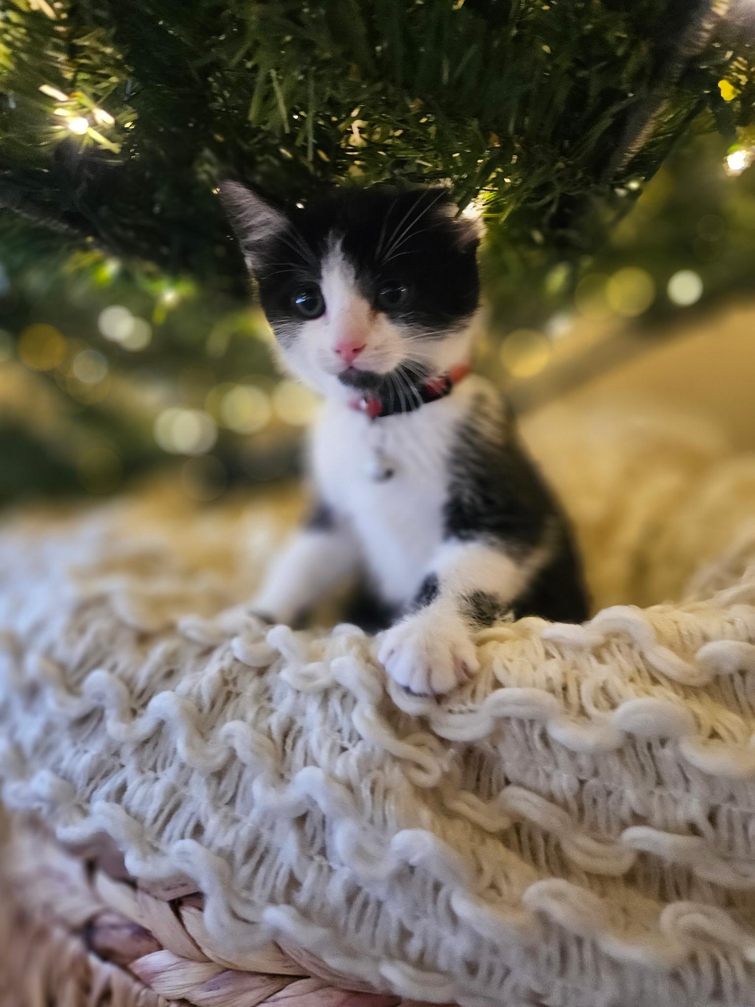 Mister Rogers, Adopted, Young Male Domestic Short Hair.