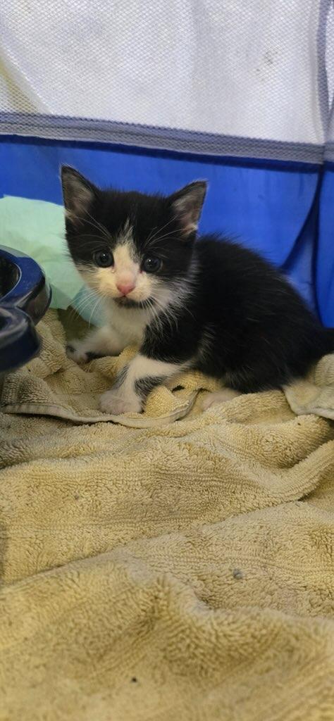 Enlarge Mister Rogers, a Adopted mixed breed in Davidson, NC image 2/4