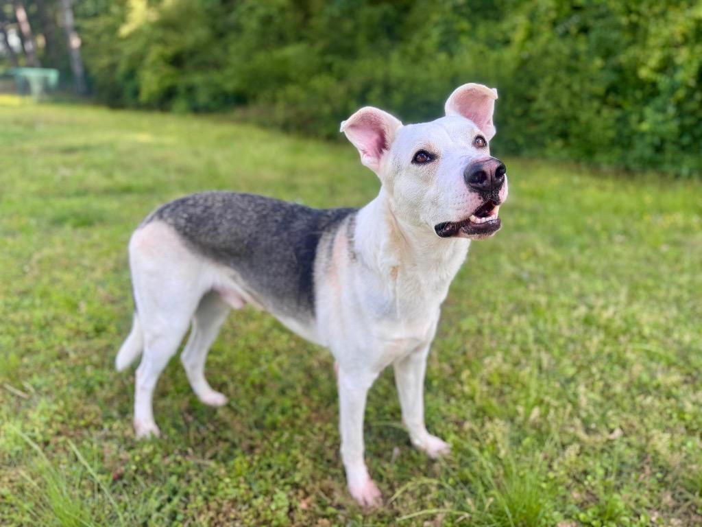 Enlarge Hans Solo, a Adoptable mixed breed in Little Rock, AR image 1/2