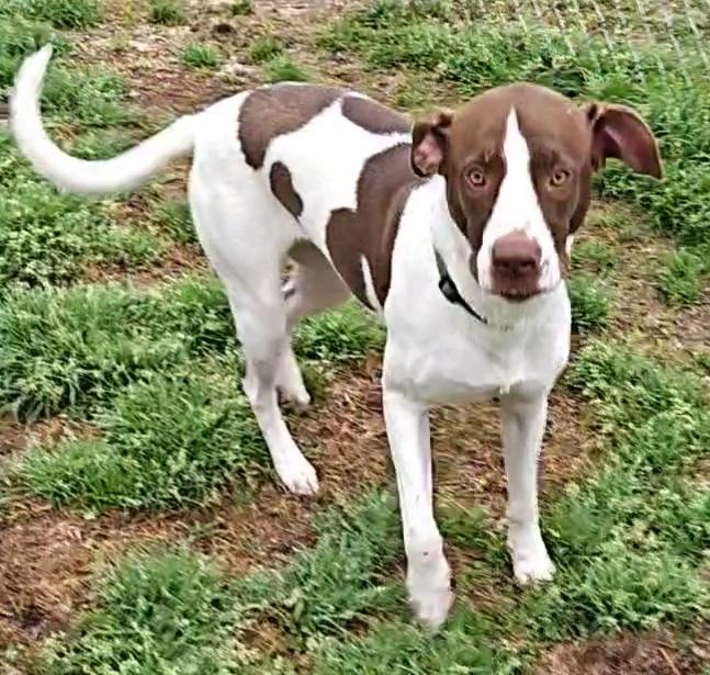 Waffles, ADOPTABLE, Young Male Coonhound.