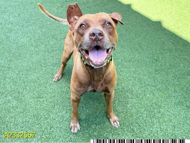 EVANDER, Adoptable, Adult Male Mixed Breed & Mixed Breed.