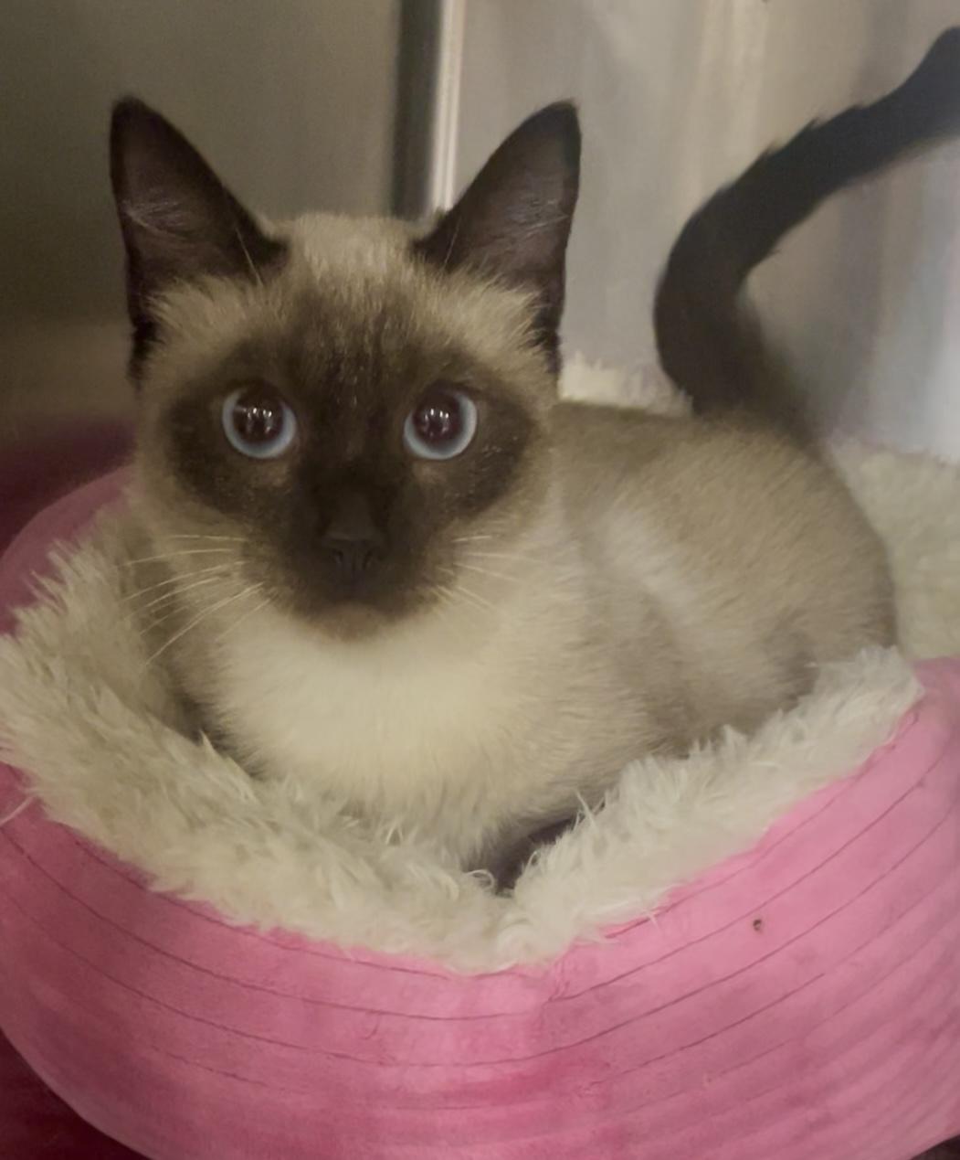 Willow, Adoptable, Adult Female Siamese.