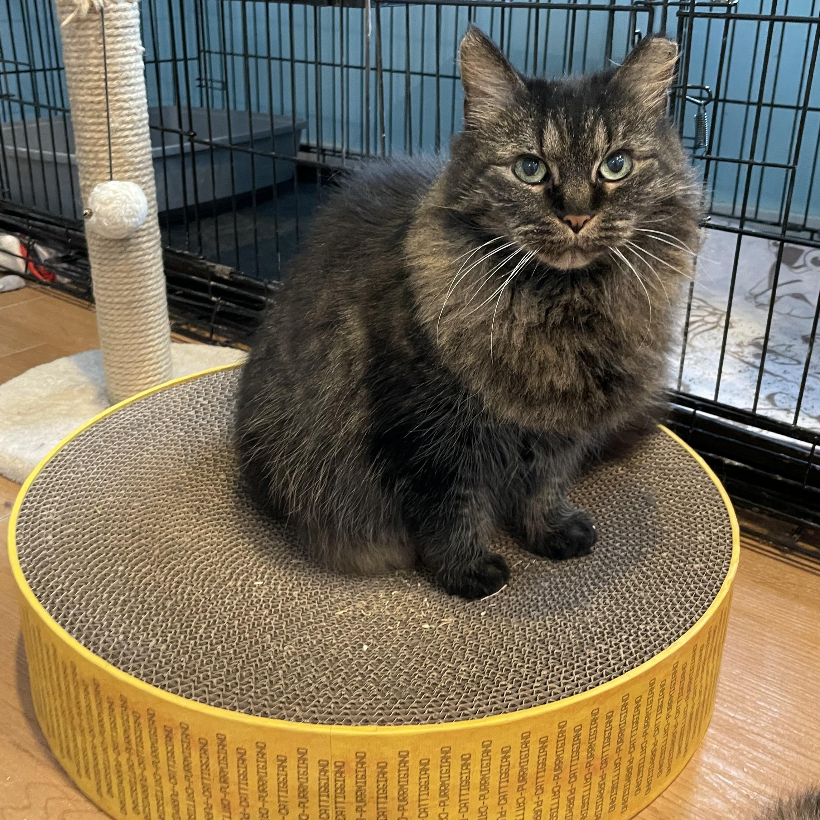 Itty Bitty, an adoptable mixed breed in Wells, ME image 1/4