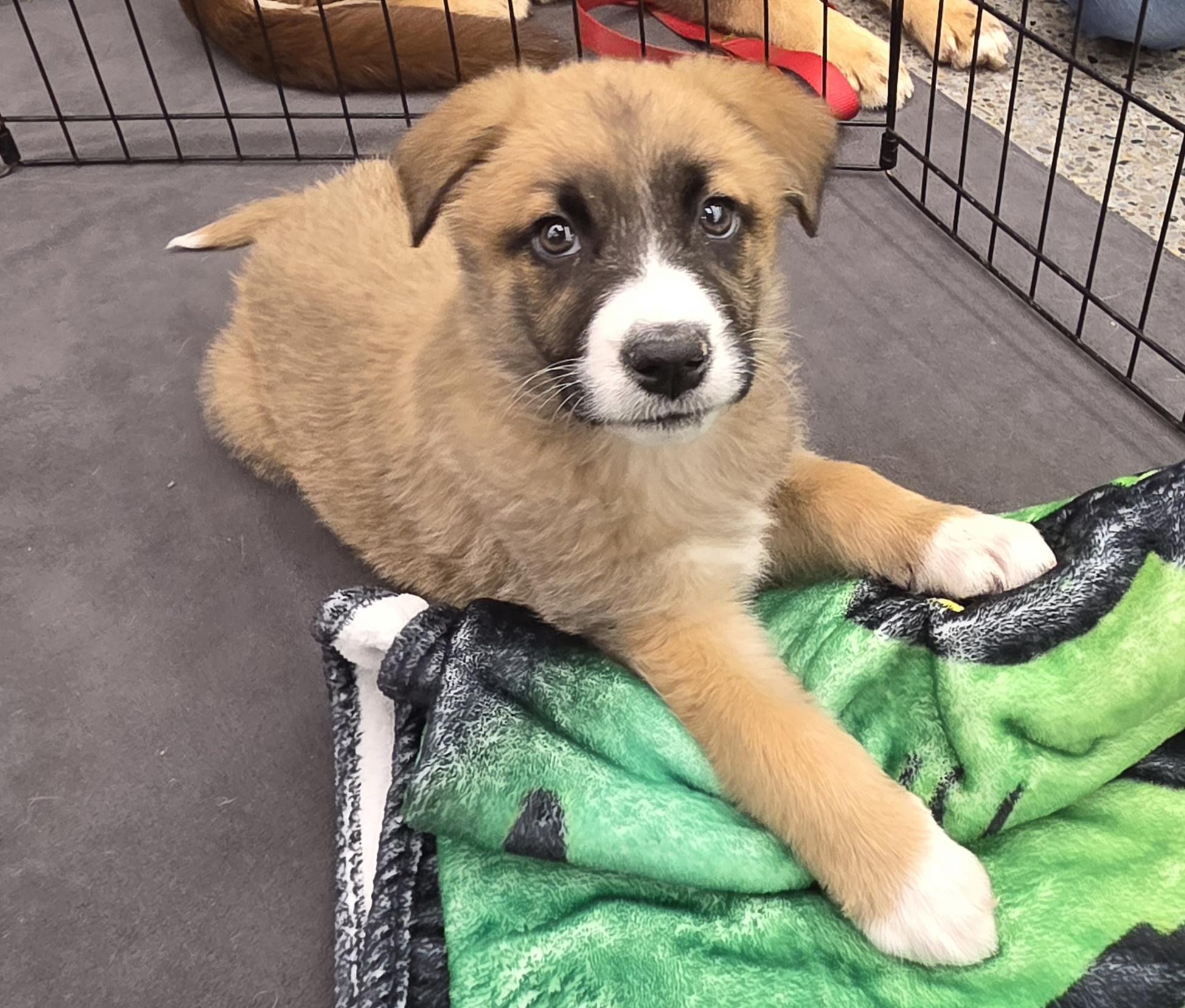 Enlarge Holland, an adopted mixed breed in Grand Rapids, MI image 2/2