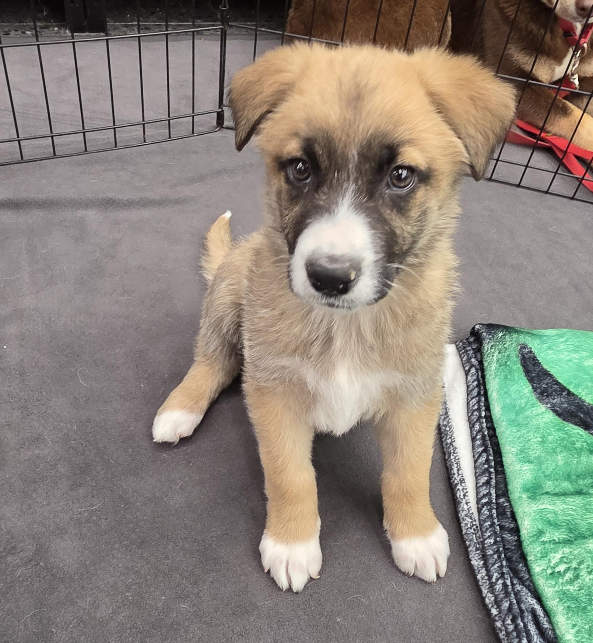 Enlarge Holland, an adopted mixed breed in Grand Rapids, MI image 1/2