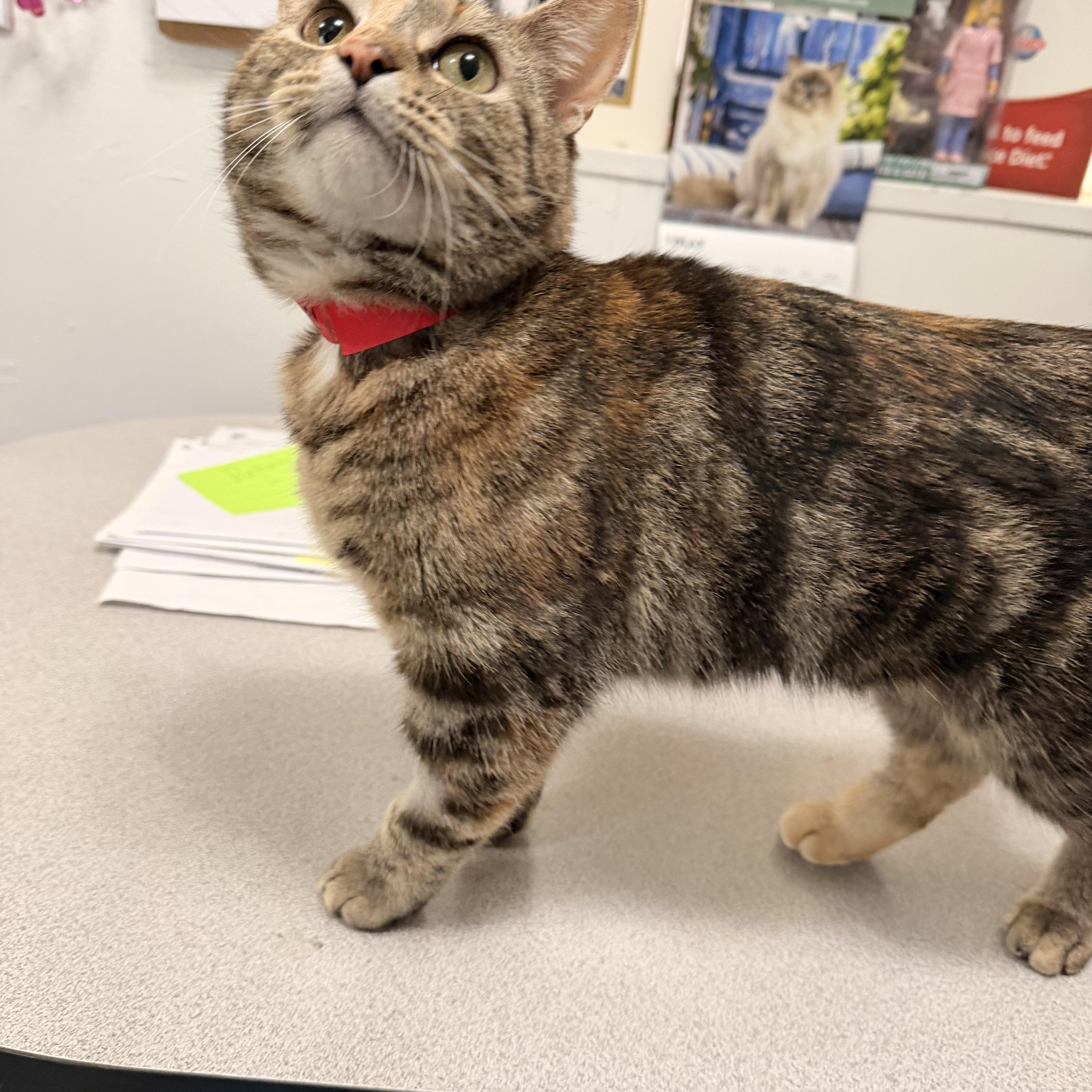 Enlarge Peep, a ADOPTABLE Tabby in Crescent City, CA image 6/6