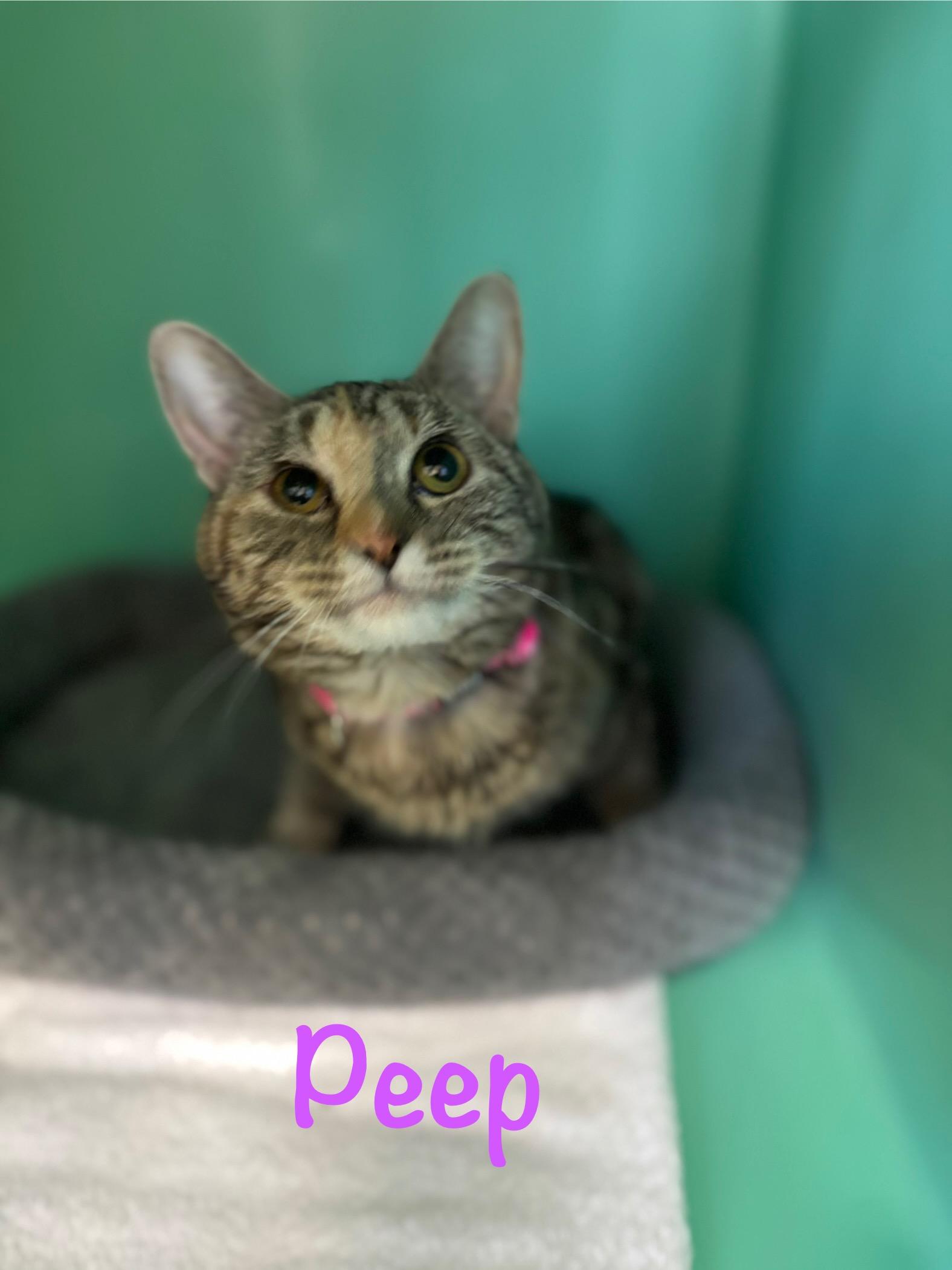 Peep, ADOPTABLE, Adult Female Tabby.