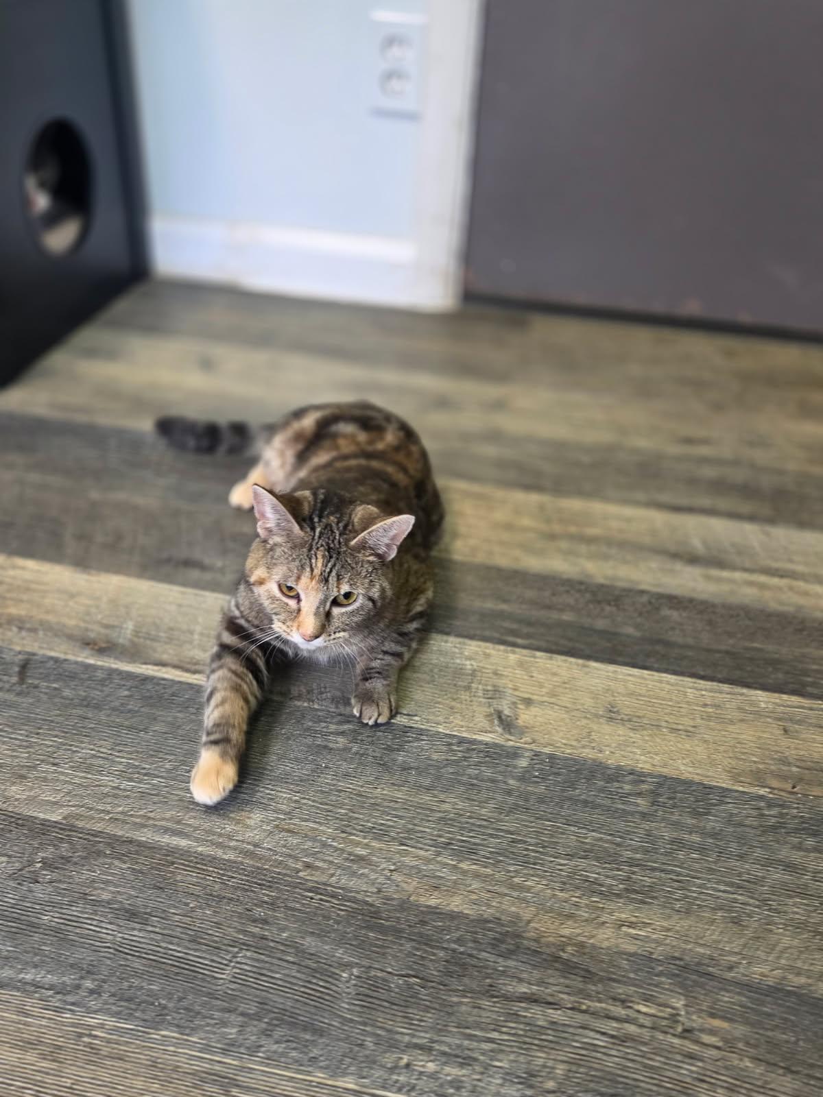 Enlarge Peep, a ADOPTABLE Tabby in Crescent City, CA image 4/4