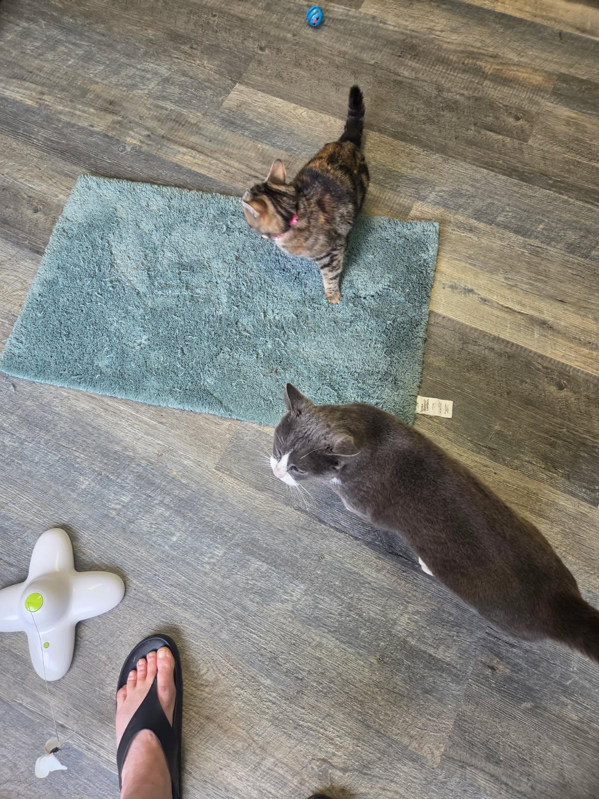 Enlarge Peep, a ADOPTABLE Tabby in Crescent City, CA image 3/4