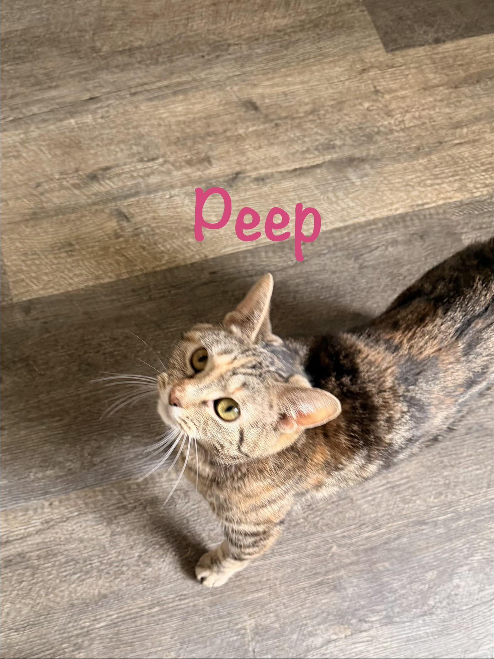 Enlarge Peep, a ADOPTABLE Tabby in Crescent City, CA image 3/6