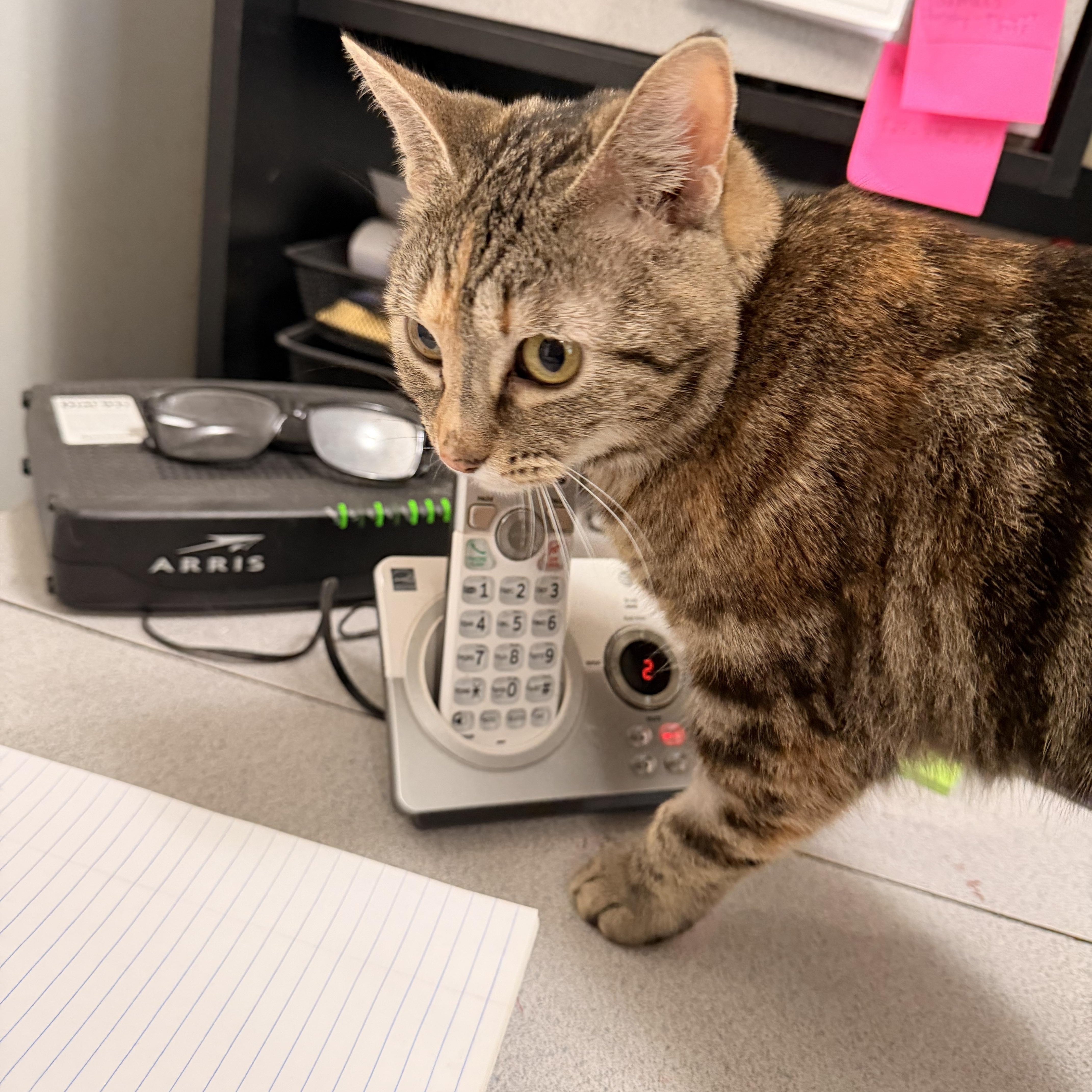 Enlarge Peep, a ADOPTABLE Tabby in Crescent City, CA image 4/6