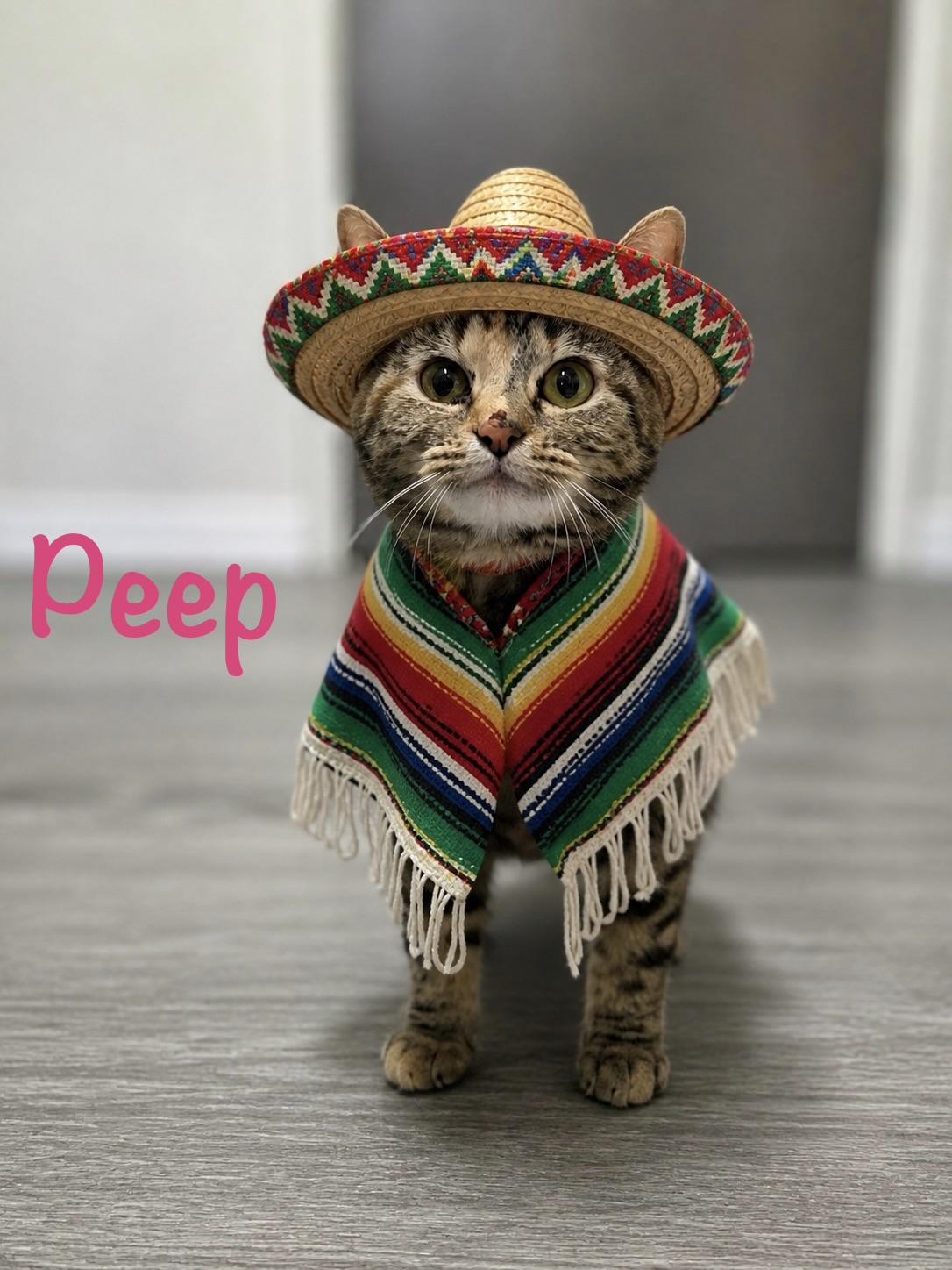Enlarge Peep, a ADOPTABLE Tabby in Crescent City, CA image 1/6