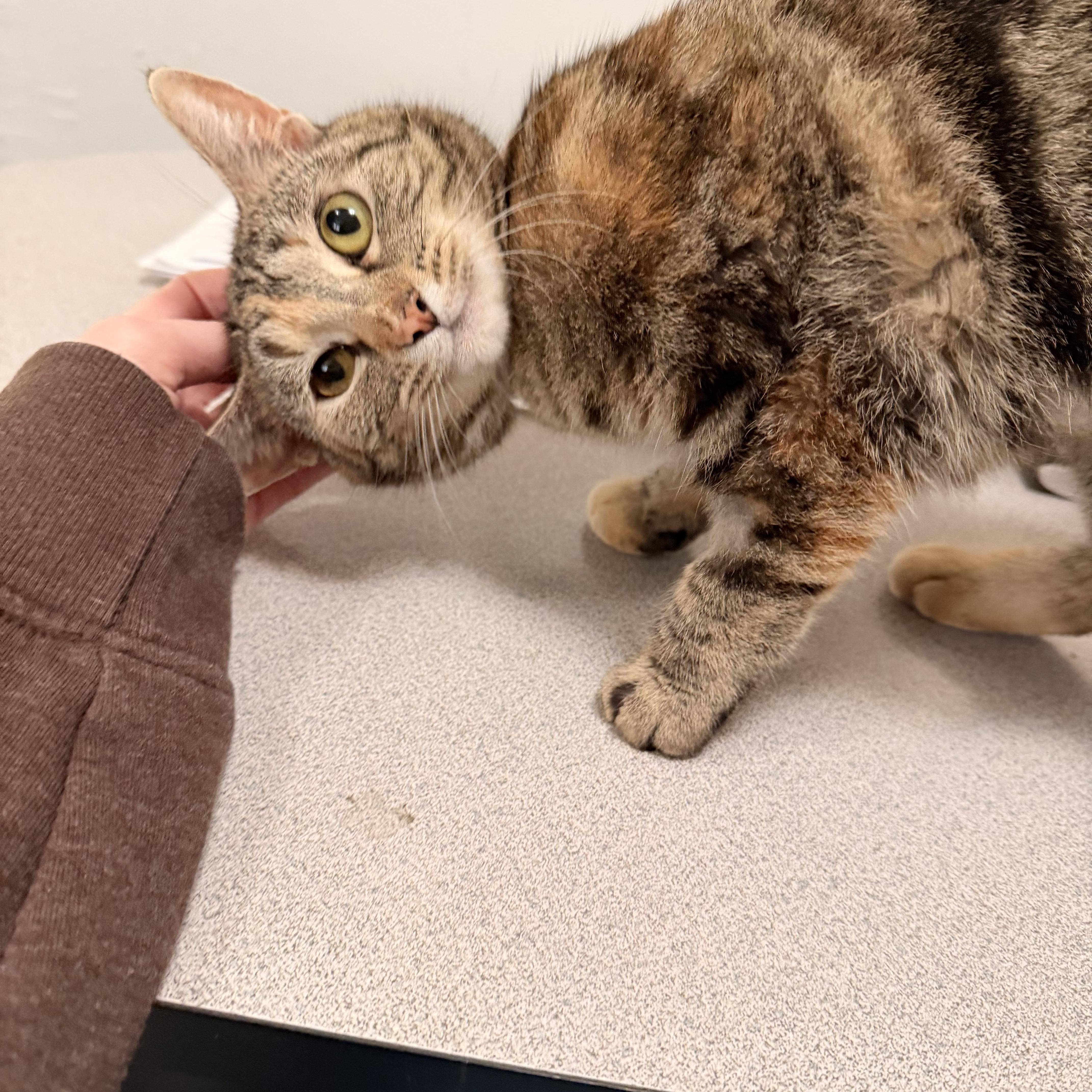 Enlarge Peep, a ADOPTABLE Tabby in Crescent City, CA image 5/6