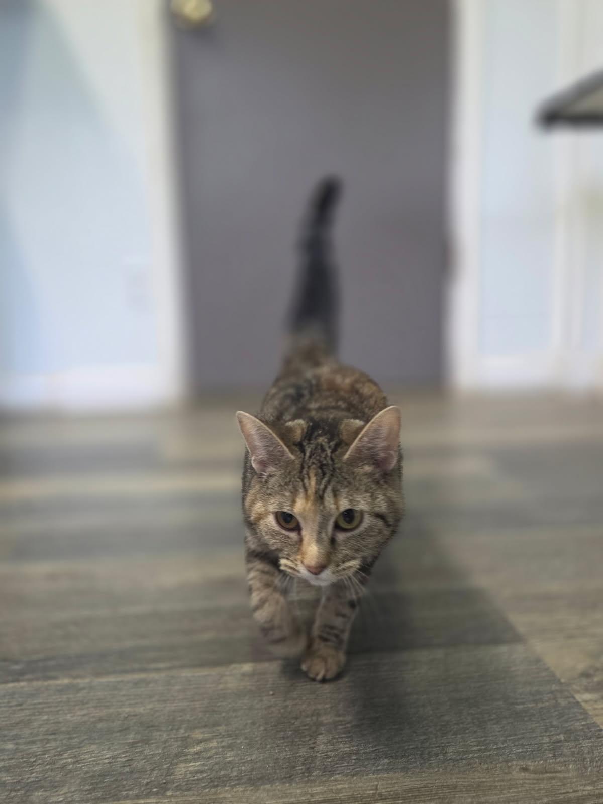 Enlarge Peep, a ADOPTABLE Tabby in Crescent City, CA image 2/4