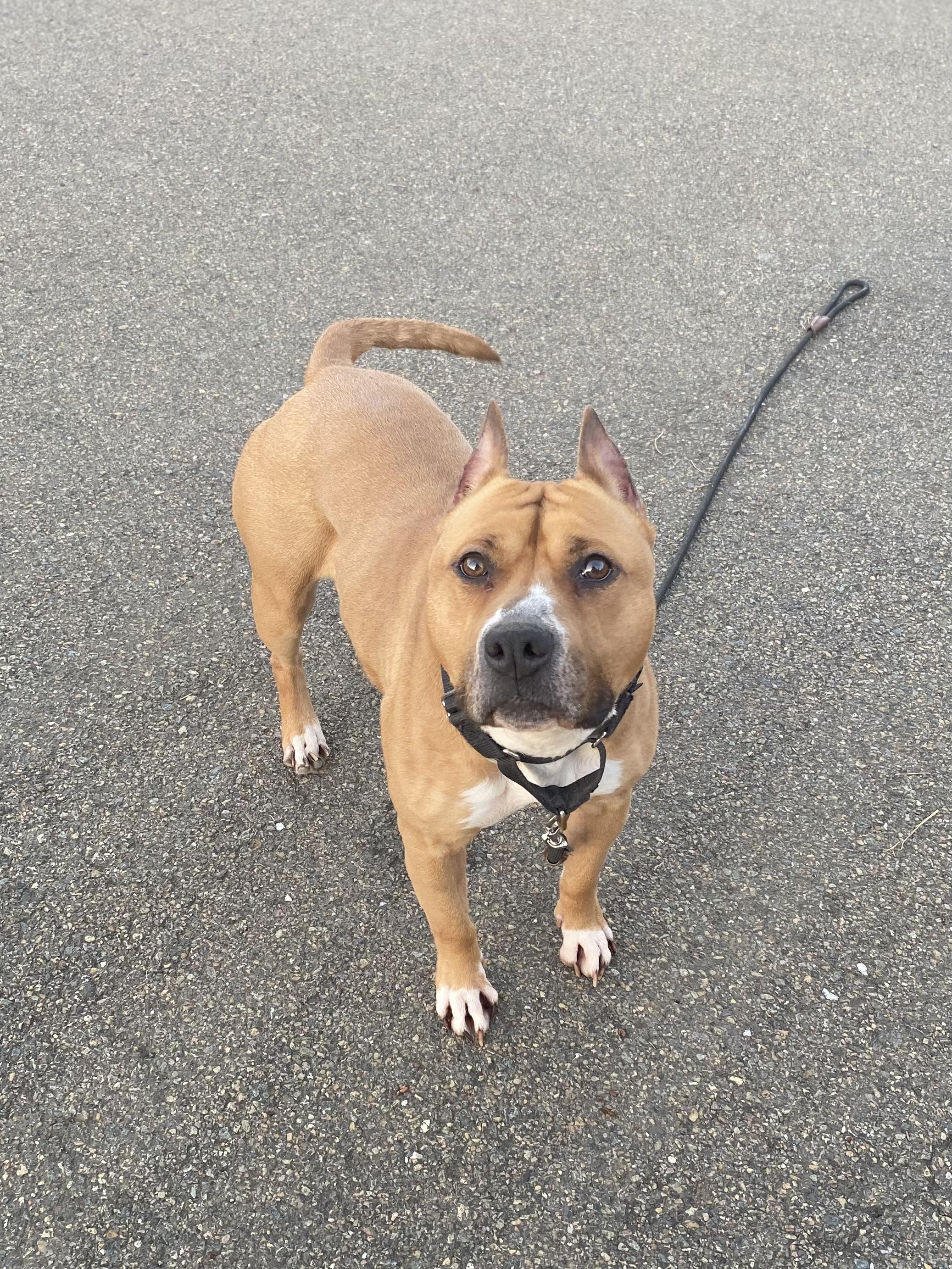 Enlarge Ella, a Adoptable American Staffordshire Terrier in Winston, OR image 3/3