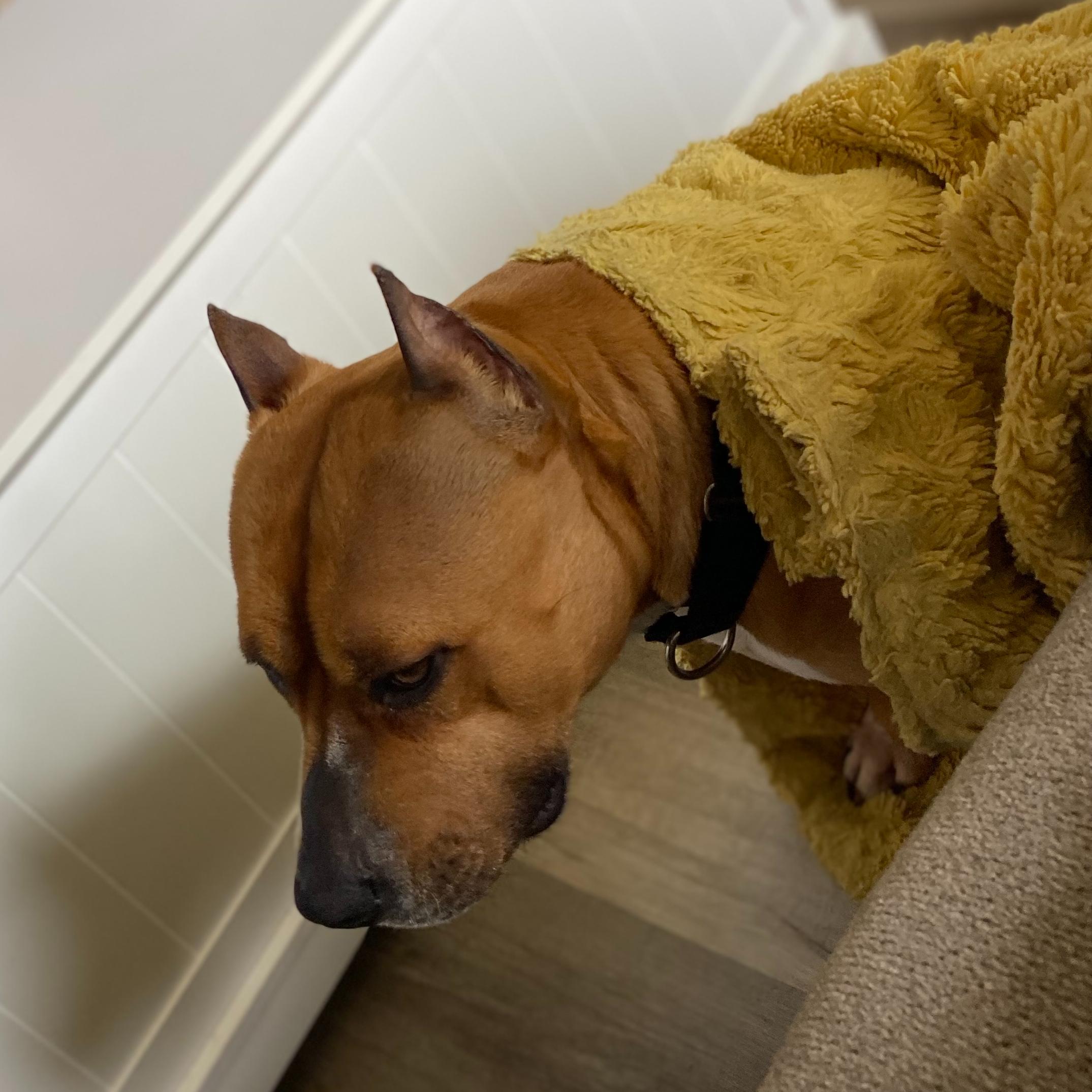 Enlarge Ella, a Adoptable American Staffordshire Terrier in Winston, OR image 2/3