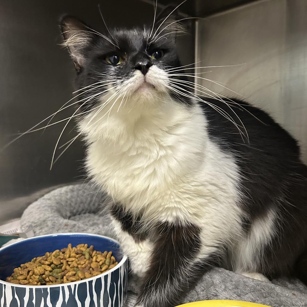 Yorkshire Tea, Adoptable, Adult Female Domestic Medium Hair.