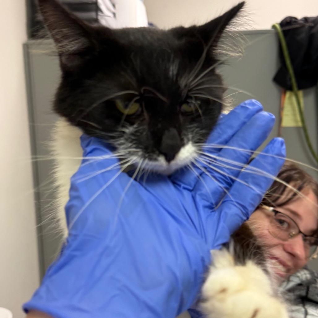 Enlarge Yorkshire Tea, a Adoptable Domestic Medium Hair in Charleston, WV image 2/2