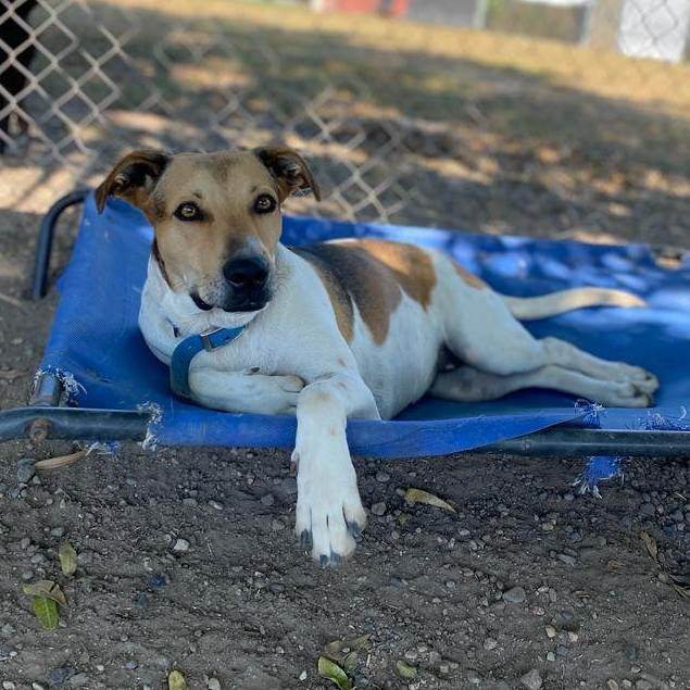 Flora, a Adoptable mixed breed in San Jose, CA image 2/6