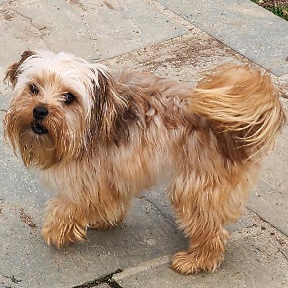 Cinnamon Sugar, Adoptable, Adult Female Havanese & Shih Tzu.