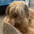 Enlarge Cinnamon Sugar, a Adoptable mixed breed in Glenelg, MD image 2/5