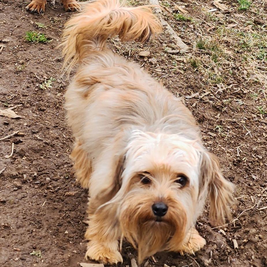 Enlarge Cinnamon Sugar, a Adoptable mixed breed in Glenelg, MD image 3/5