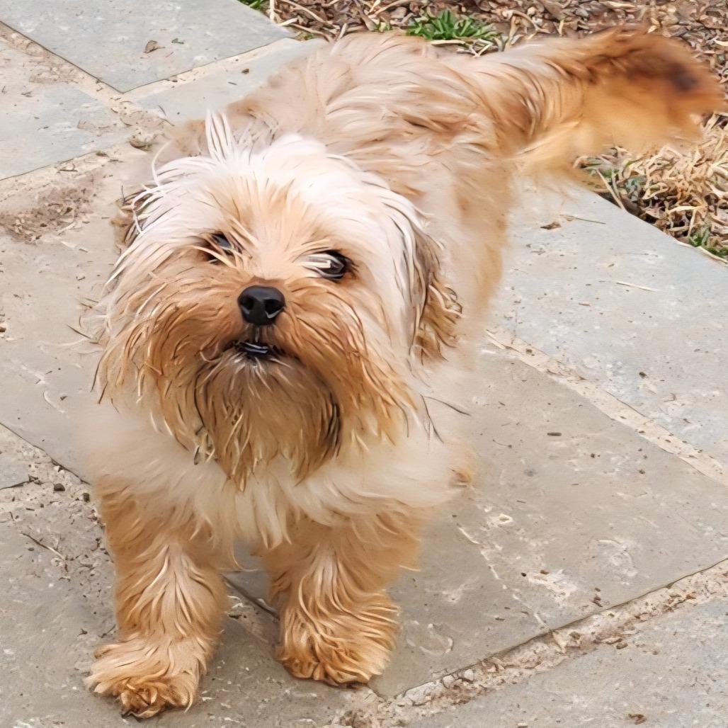 Enlarge Cinnamon Sugar, a Adoptable mixed breed in Glenelg, MD image 4/5
