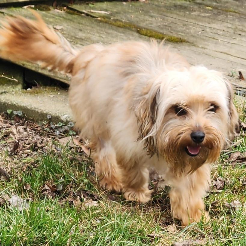 Enlarge Cinnamon Sugar, a Adoptable mixed breed in Glenelg, MD image 5/5