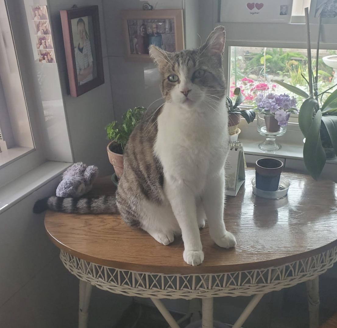 Enlarge Frankie, a ADOPTABLE Domestic Short Hair in San Rafael, CA image 4/6