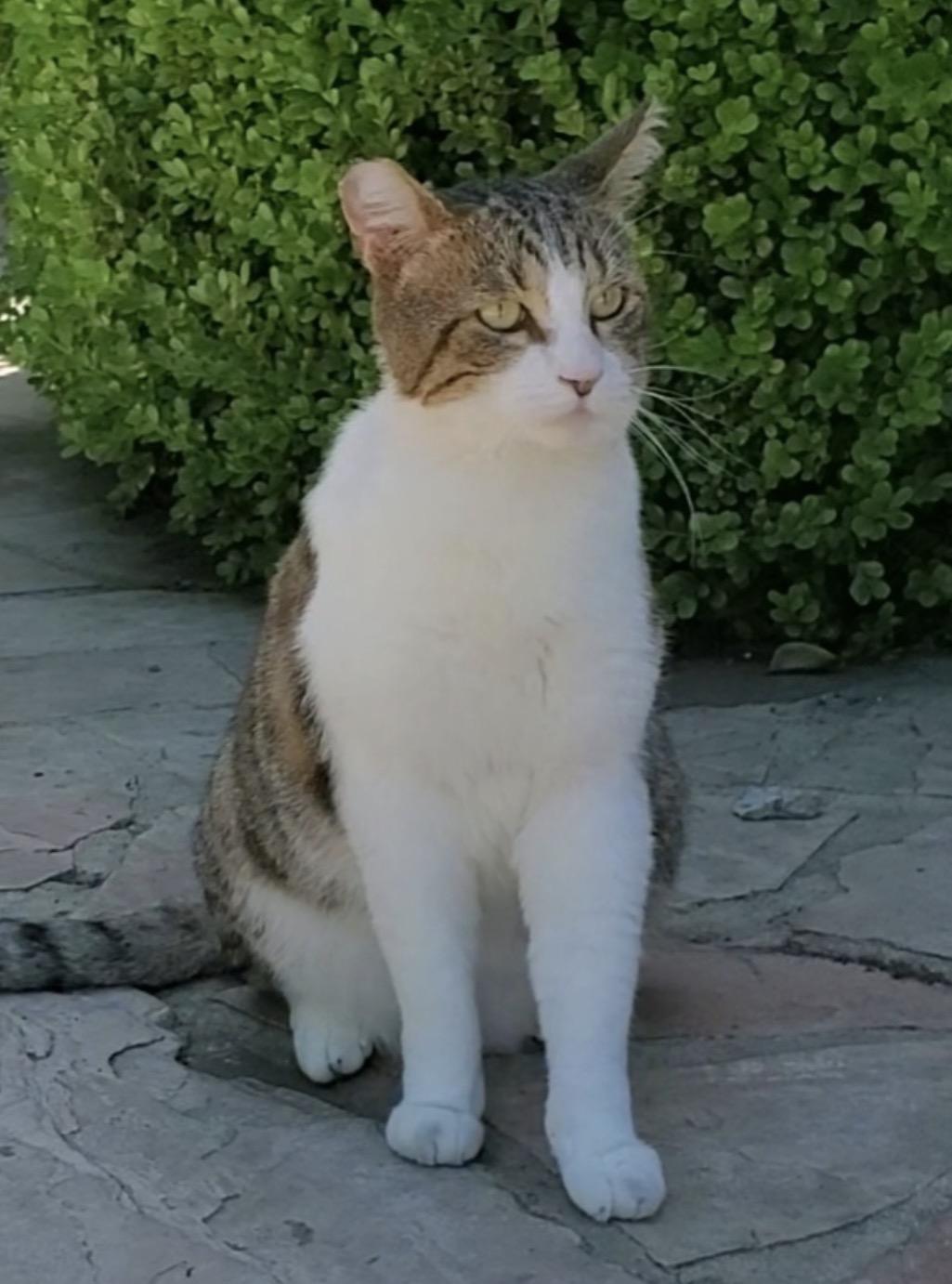 Enlarge Frankie, a ADOPTABLE Domestic Short Hair in San Rafael, CA image 2/6