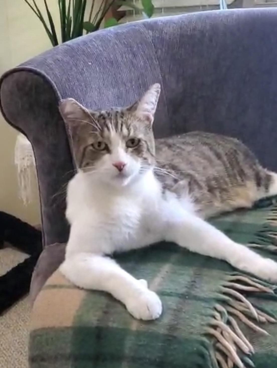 Enlarge Frankie, a ADOPTABLE Domestic Short Hair in San Rafael, CA image 6/6