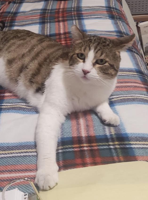 Enlarge Frankie, a ADOPTABLE Domestic Short Hair in San Rafael, CA image 3/6