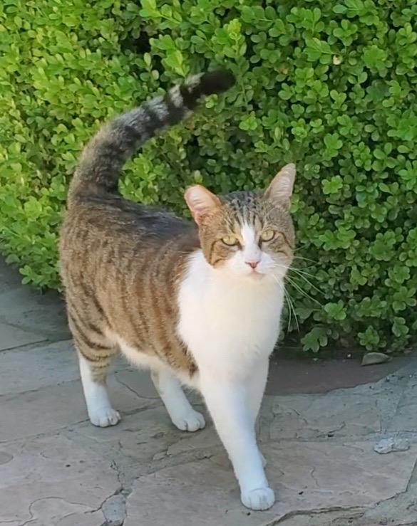Frankie, ADOPTABLE, Adult Male Domestic Short Hair.